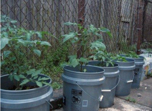 Contenedores de plástico de 5 galones para plantar hortalizas